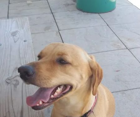 Vintage Plaza Veterinary Hospital