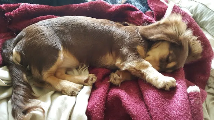 Vintage Plaza Veterinary Hospital Picture 9