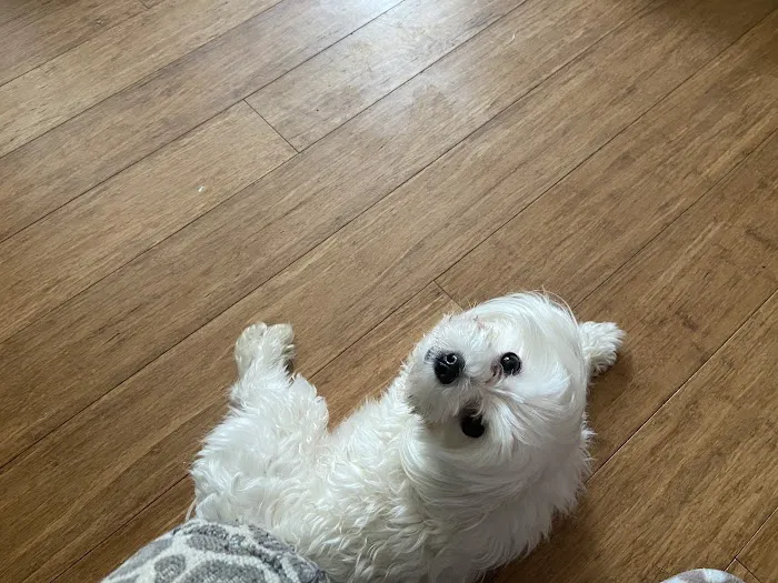 Vintage Plaza Veterinary Hospital Picture 7