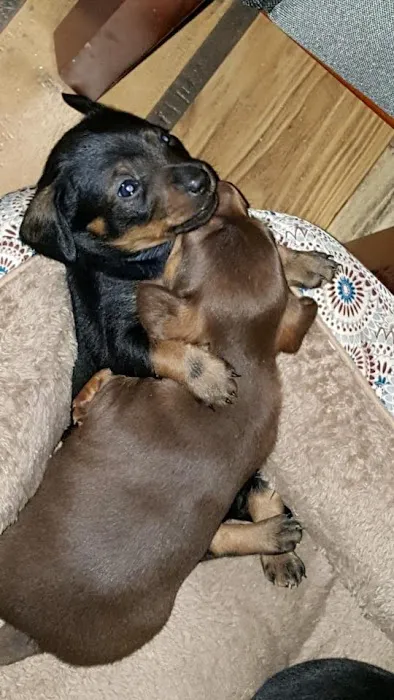 Vintage Plaza Veterinary Hospital Picture 8