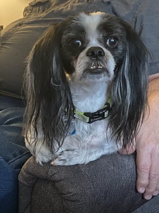 Vintage Plaza Veterinary Hospital Picture 6