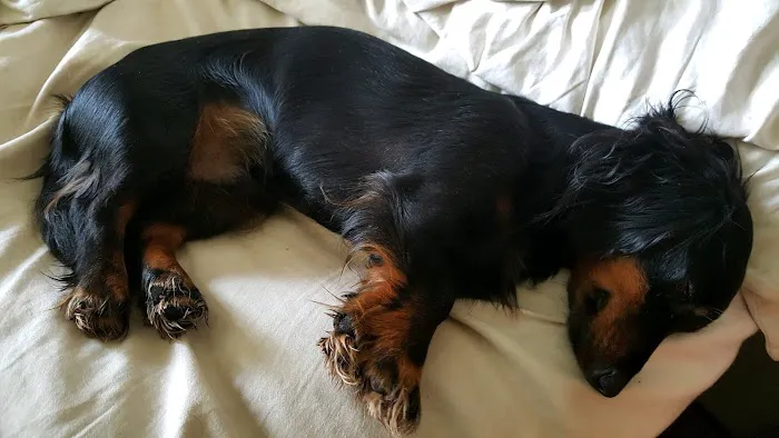 Vintage Plaza Veterinary Hospital Picture 10