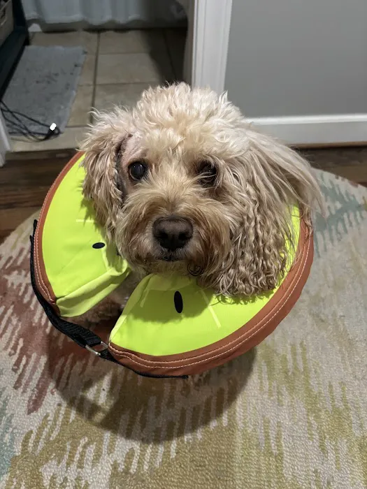 Excelsior Springs Animal Clinic Picture 4