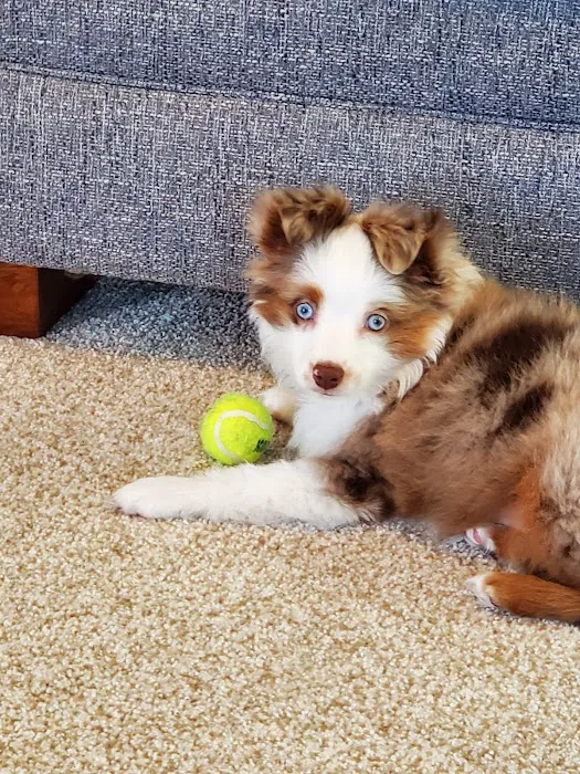 Excelsior Springs Animal Clinic Picture 7