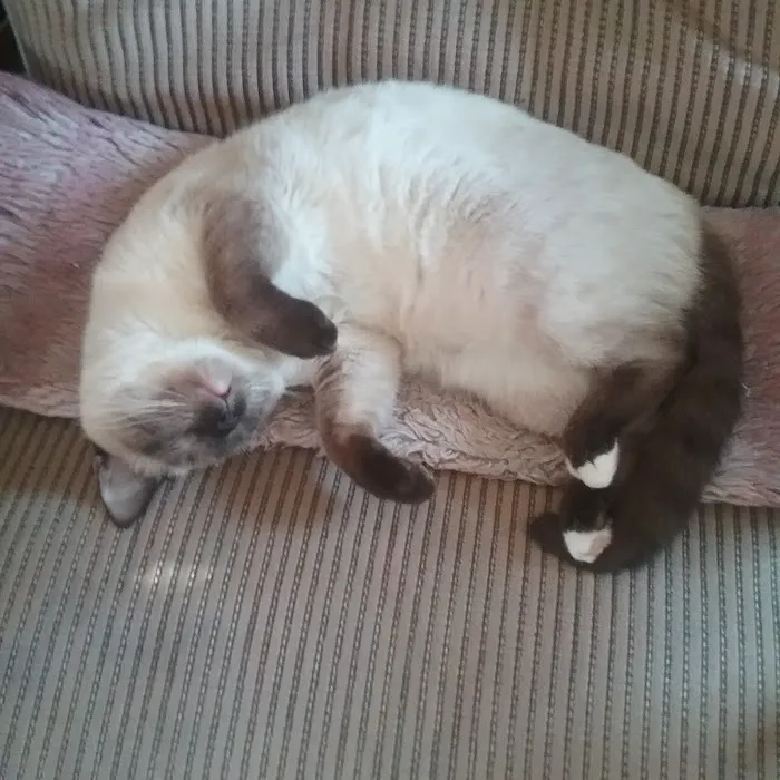 Town & Country Animal Clinic Picture 1