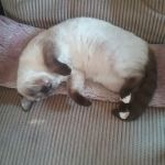 Town & Country Animal Clinic