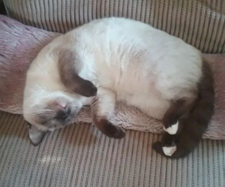 Town & Country Animal Clinic