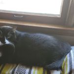 Ray County Animal Hospital