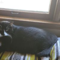 Ray County Animal Hospital ico