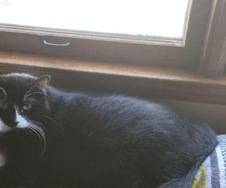 Ray County Animal Hospital