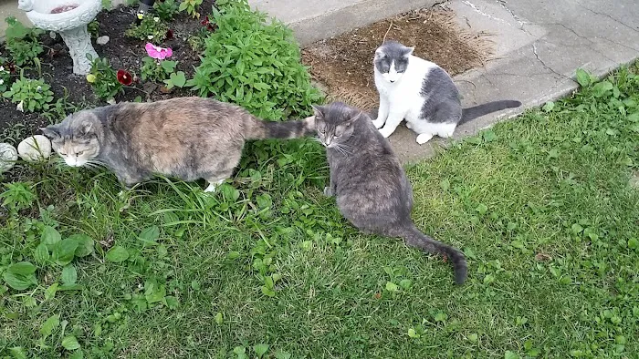 Ray County Animal Hospital Picture 5