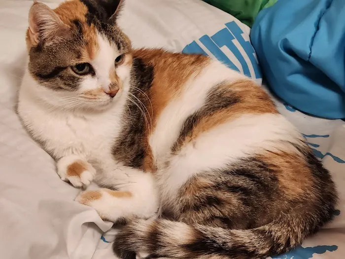 Ray County Animal Hospital Picture 6