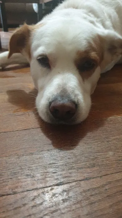 Boonslick Animal Hospital Picture 3