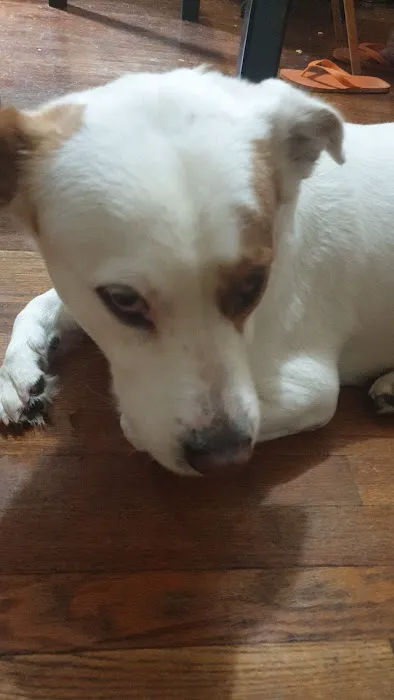 Boonslick Animal Hospital Picture 2