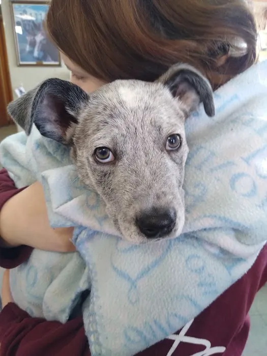 Boonslick Animal Hospital Picture 4