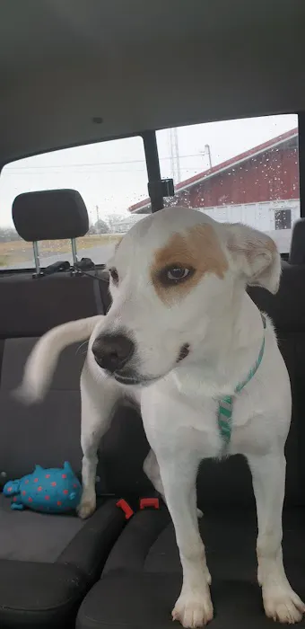 Boonslick Animal Hospital Picture 1