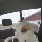 Boonslick Animal Hospital