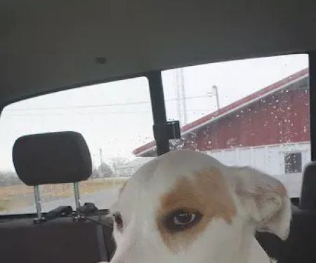 Boonslick Animal Hospital