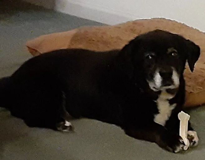 Boonslick Animal Hospital Picture 5