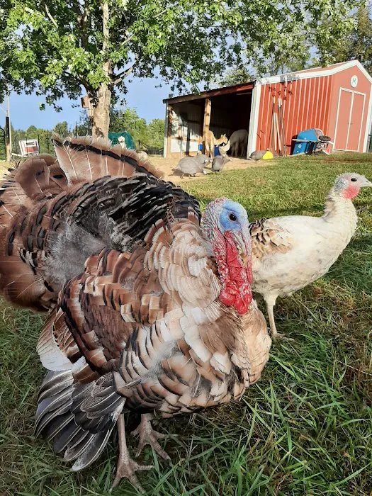 Boonslick Animal Hospital Picture 6