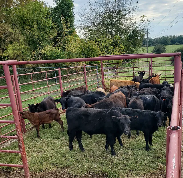 Cooper County Animal Hospital Picture 3