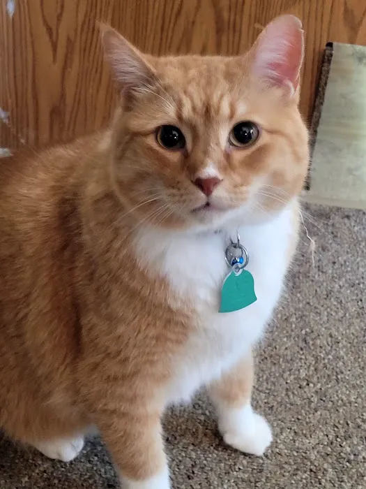 Cooper County Animal Hospital Picture 2