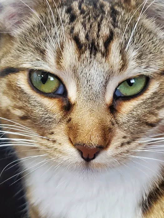 Cooper County Animal Hospital Picture 4