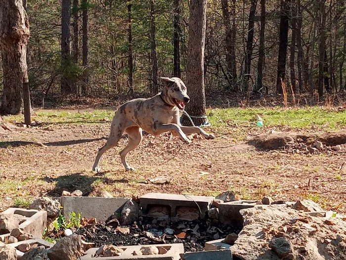 Allen Larry W DVM Picture 2