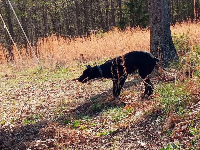 Allen Larry W DVM Picture 3