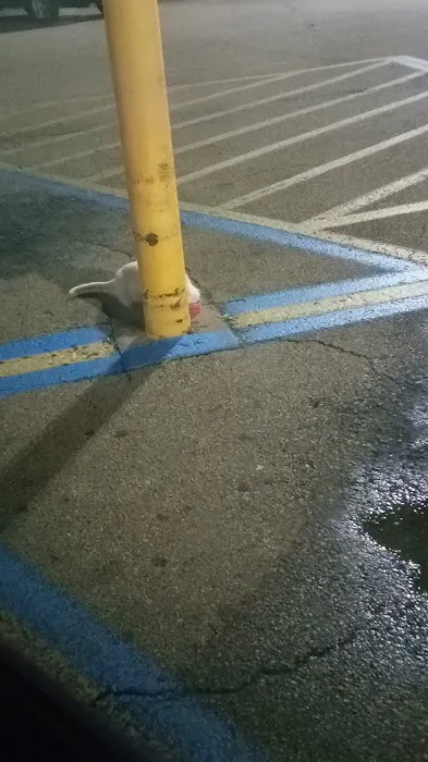 Allen Larry W DVM Picture 7