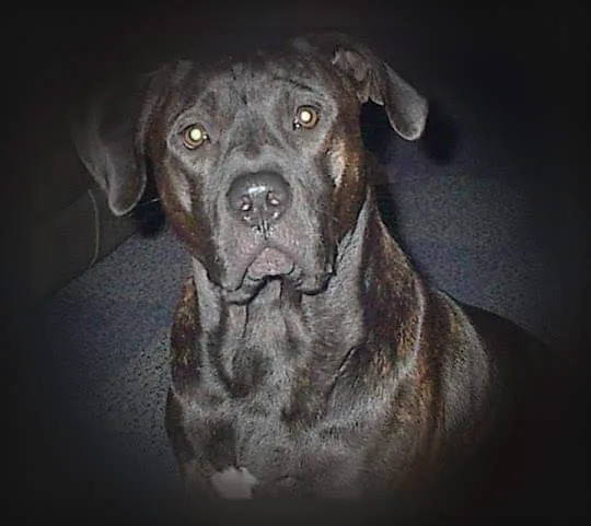 Allen Larry W DVM Picture 6