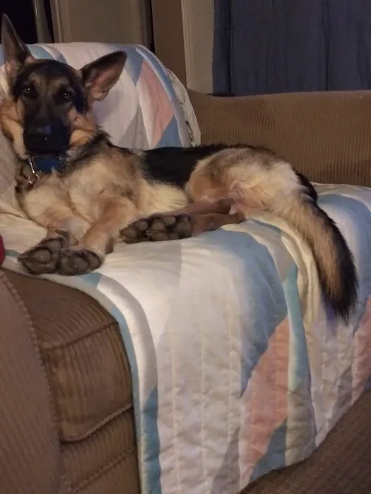 St Clair Pet Hospital Picture 2