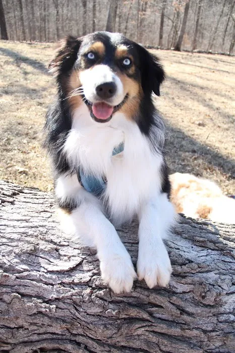 St Clair Pet Hospital Picture 3