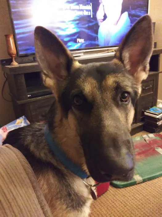 St Clair Pet Hospital Picture 1