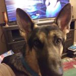 St Clair Pet Hospital