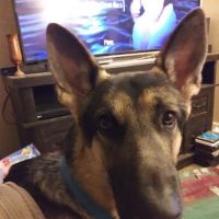 St Clair Pet Hospital ico