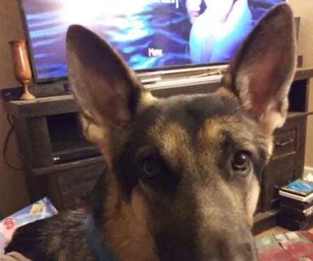 St Clair Pet Hospital