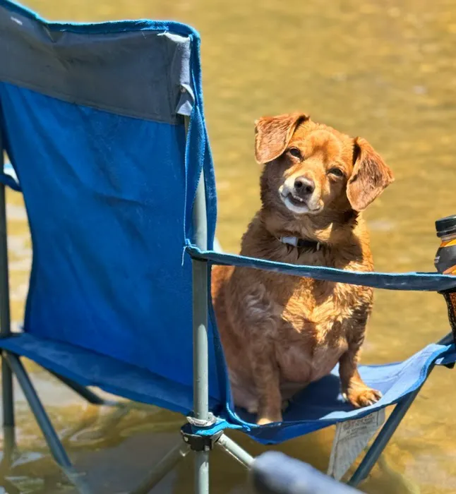 St Clair Pet Hospital Picture 5