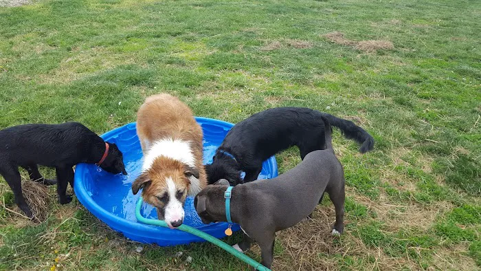 St Clair Pet Hospital Picture 6