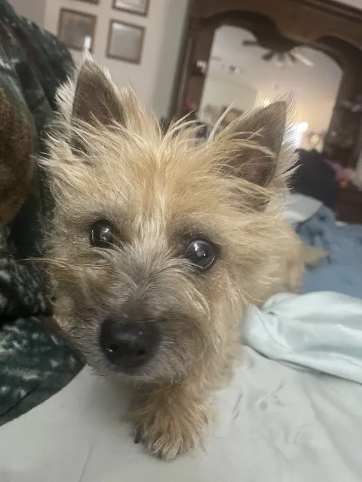 St Clair Pet Hospital Picture 9