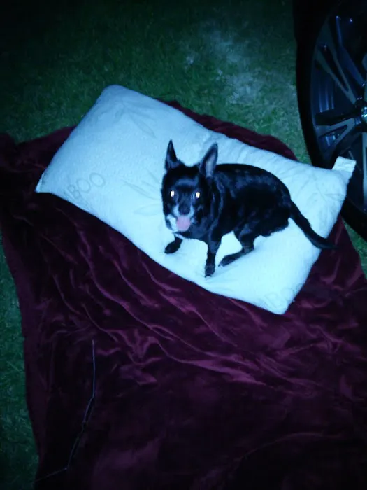 St Clair Pet Hospital Picture 10