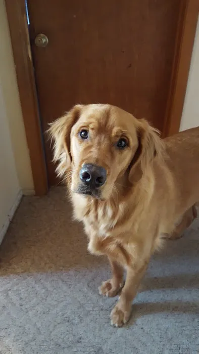 St Clair Pet Hospital Picture 7