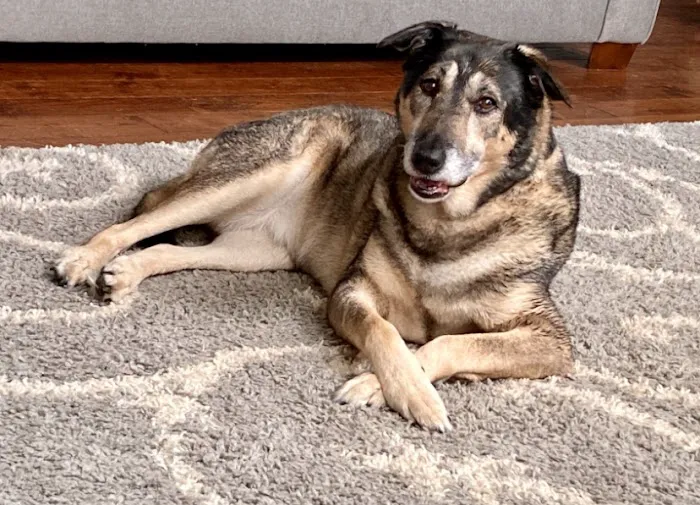 Homestead Veterinary Hospital Picture 3