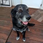 Union Veterinary Associates