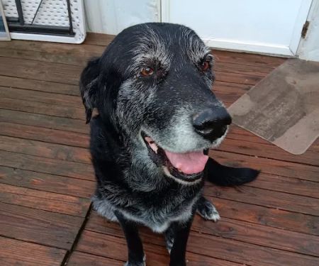 Union Veterinary Associates