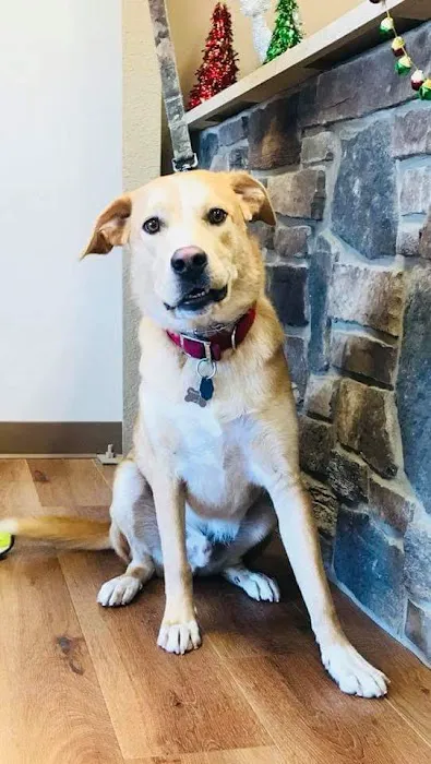 Union Veterinary Associates Picture 3