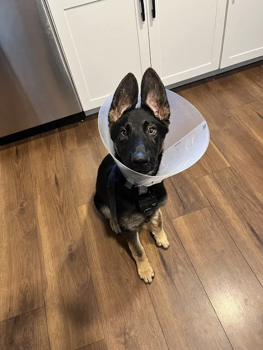 Union Veterinary Associates Picture 5