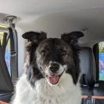 East Central Animal Hospital