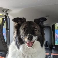 East Central Animal Hospital ico