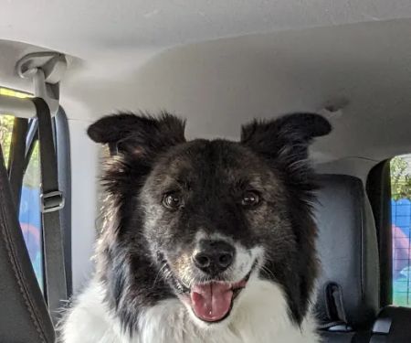 East Central Animal Hospital